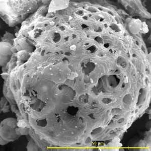 poederkoolvliegas, foto blahoslav kolman, www.ipp.cas.cz